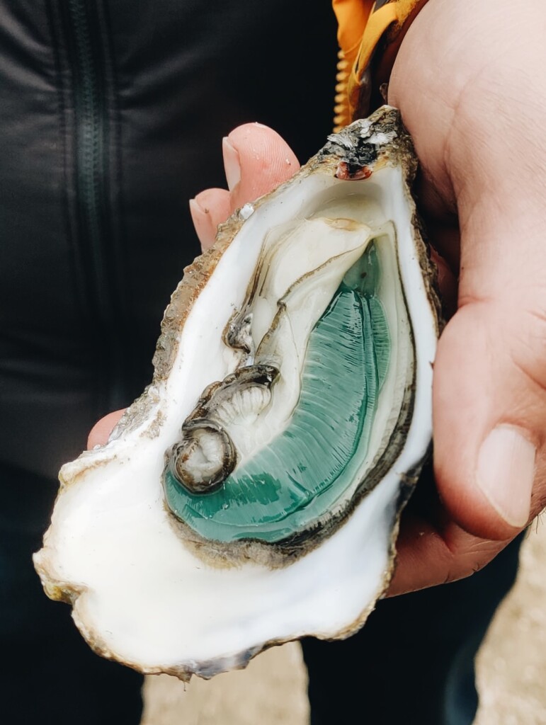 Savor the Season: Our Exquisite Green Oysters